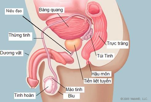 Tìm hiểu về tuyến tiền liệt